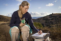 Santa Catalina Island Fox (Urocyon littoralis catalinae) biologist, Julie King, examining fox during vaccination and health check up, Santa Catalina Island, Channel Islands, California
