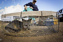 Santa Catalina Island Fox (Urocyon littoralis catalinae) biologist, Julie King, near live trapped fox during vaccination and health check up, Santa Catalina Island, Channel Islands, California