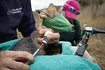 Santa Catalina Island Fox (Urocyon littoralis catalinae) biologist, Julie King, vaccinating fox against canine distemper virus, Santa Catalina Island, Channel Islands, California