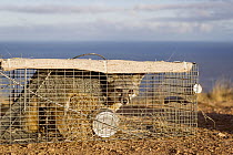 Santa Catalina Island Fox (Urocyon littoralis catalinae) live trapped fox during vaccination and health check up, Santa Catalina Island, Channel Islands, California