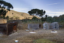 Feral Cat (Felis catus) feeding stations with traps set for trap-neuter-release program, Santa Catalina Island, Channel Islands, California