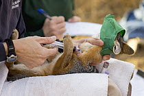 Santa Catalina Island Fox (Urocyon littoralis catalinae) biologist, Julie King, vaccinating fox against canine distemper virus, Santa Catalina Island, Channel Islands, California