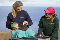 Santa Catalina Island Fox (Urocyon littoralis catalinae) biologists, Julie King and Rebekah Rudy, examining fox during vaccination and health check up, Santa Catalina Island, Channel Islands, Californ...