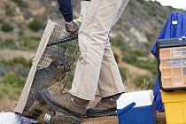 Santa Catalina Island Fox (Urocyon littoralis catalinae) biologist, Julie King, removing fox from trap during vaccination and health check up, Santa Catalina Island, Channel Islands, California