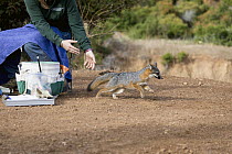 Santa Catalina Island Fox (Urocyon littoralis catalinae) biologist, Julie King, releasing fox after vaccination and health check up, Santa Catalina Island, Channel Islands, California