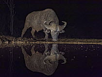Cape Buffalo (Syncerus caffer) drinking at waterhole at night, KwaZulu-Natal, South Africa