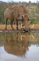Warthog (Phacochoerus africanus) drinking at waterhole, KwaZulu-Natal, South Africa