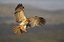 Tawny Eagle (Aquila rapax) flying, KwaZulu-Natal, South Africa