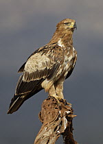 Tawny Eagle (Aquila rapax), KwaZulu-Natal, South Africa