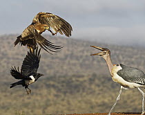 Tawny Eagle (Aquila rapax), Marabou Stork (Leptoptilos crumeniferus), and Pied Crow (Corvus albus) fighting over carcass, KwaZulu-Natal, South Africa