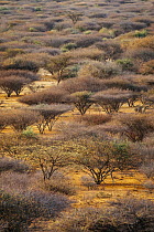Red-bark Acacia (Vachellia reficiens) trees growing in overgrazed land, Westgate Community Conservancy, Naibelibeli Plains, Kenya