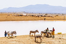 Samburu women gathering water, Westgate Community Conservancy, Naibelibeli Plains, Kenya