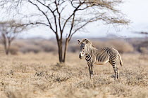 Grevy's Zebra (Equus grevyi) foal, Westgate Community Conservancy, Naibelibeli Plains, Kenya