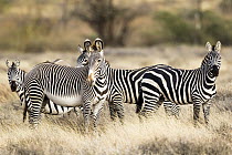 Grevy's Zebra (Equus grevyi) and Burchell's Zebra (Equus burchellii) herd, El Barta, Kenya