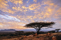 Acacia (Acacia sp) tree at Sunrise, El Barta, Kenya