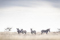 Grevy's Zebra (Equus grevyi) group in savanna, El Barta, Kenya