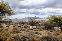 Domestic Cattle (Bos taurus) herd grazing, El Barta, Kenya