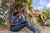 Grevy's Zebra (Equus grevyi) conservationist, Ann-Sarah, downloading data, Kenya