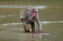 Japanese Macaque (Macaca fuscata) washing Sweet Potato (Ipomoea batatas) with sea water, Kojima, Miyazaki, Japan