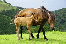 Wild Horse (Equus caballus) mother and foal, Cape Toi, Miyazaki, Japan