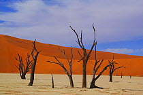 Acacia (Acacia sp) dead trees and sand dune, Dead Veil, Namib Desert, Namibia