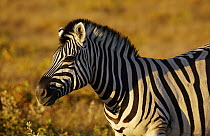 Zebra (Equus quagga), Namibia