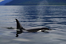Orca (Orcinus orca) transient female surfacing, Inside Passage, southeast Alaska