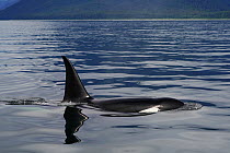 Orca (Orcinus orca) transient female surfacing, Inside Passage, southeast Alaska