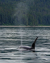 Orca (Orcinus orca) male surfacing, Inside Passage, southeast Alaska