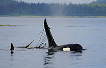 Orca (Orcinus orca) male playing with Bull Kelp (Nereocystis luetkeana), southeast Alaska