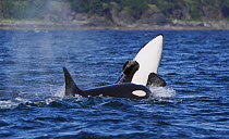 Orca (Orcinus orca) breaching, Inside Passage, southeast Alaska