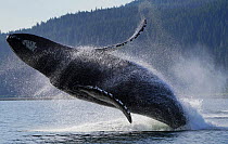 Humpback Whale (Megaptera novaeangliae) breaching, Inside Passage, southeast Alaska