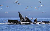 Humpback Whale (Megaptera novaeangliae) pod gulp feeding, Inside Passage, southeast Alaska
