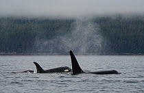 Orca (Orcinus orca) female and male surfacing, Inside Passage, southeast Alaska