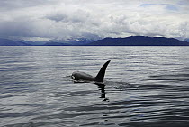 Orca (Orcinus orca) male surfacing near coast, Inside Passage, southeast Alaska