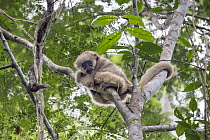 Northern Muriqui (Brachyteles hypoxanthus) three year old baby in tree, Feliciano Miguel Abdala Private Natural Heritage Reserve, Atlantic Forest, Brazil