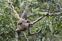 Northern Muriqui (Brachyteles hypoxanthus) mother and two year old baby in tree, Feliciano Miguel Abdala Private Natural Heritage Reserve, Atlantic Forest, Brazil