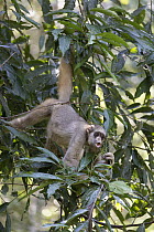 Northern Muriqui (Brachyteles hypoxanthus) feeding in tree, Feliciano Miguel Abdala Private Natural Heritage Reserve, Atlantic Forest, Brazil