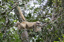 Northern Muriqui (Brachyteles hypoxanthus) climbing between trees, Feliciano Miguel Abdala Private Natural Heritage Reserve, Atlantic Forest, Brazil