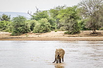 African Elephant (Loxodonta africana) sub-adult male crossing river, Ewaso Ng'iro River, Samburu National Park, Kenya