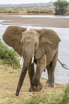 African Elephant (Loxodonta africana) sub-adult male, Ewaso Ng'iro River, Samburu National Park, Kenya