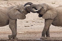 African Elephant (Loxodonta africana) sub-adult males play-fighting, Ewaso Ng'iro River, Samburu National Park, Kenya