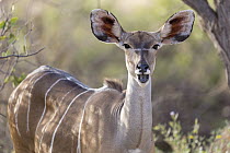 Lesser Kudu (Tragelaphus imberbis) female, Westgate Community Conservancy, Naibelibeli Plains, Kenya
