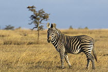 Grevy's Zebra (Equus grevyi) and Burchell's Zebra (Equus burchellii) hybrid, Ol Pejeta Conservancy, Kenya