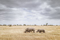 White Rhinoceros (Ceratotherium simum) mother and calf in grassland, Ol Pejeta Conservancy, Kenya