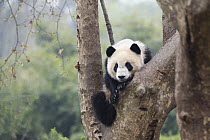 Giant Panda (Ailuropoda melanoleuca) sub-adult in tree, Chengdu, Sichuan, China
