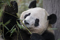 Giant Panda (Ailuropoda melanoleuca) female feeding on bamboo, Chengdu, Sichuan, China