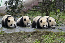 Giant Panda (Ailuropoda melanoleuca) seven month old cubs drinking milk from bowls, Bifengxia Panda Base, Sichuan, China
