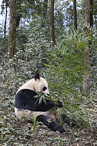 Giant Panda (Ailuropoda melanoleuca) feeding on bamboo, Bifengxia Panda Base, Sichuan, China