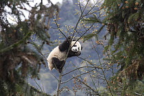 Giant Panda (Ailuropoda melanoleuca) seven month old cub in tree, Bifengxia Panda Base, Sichuan, China